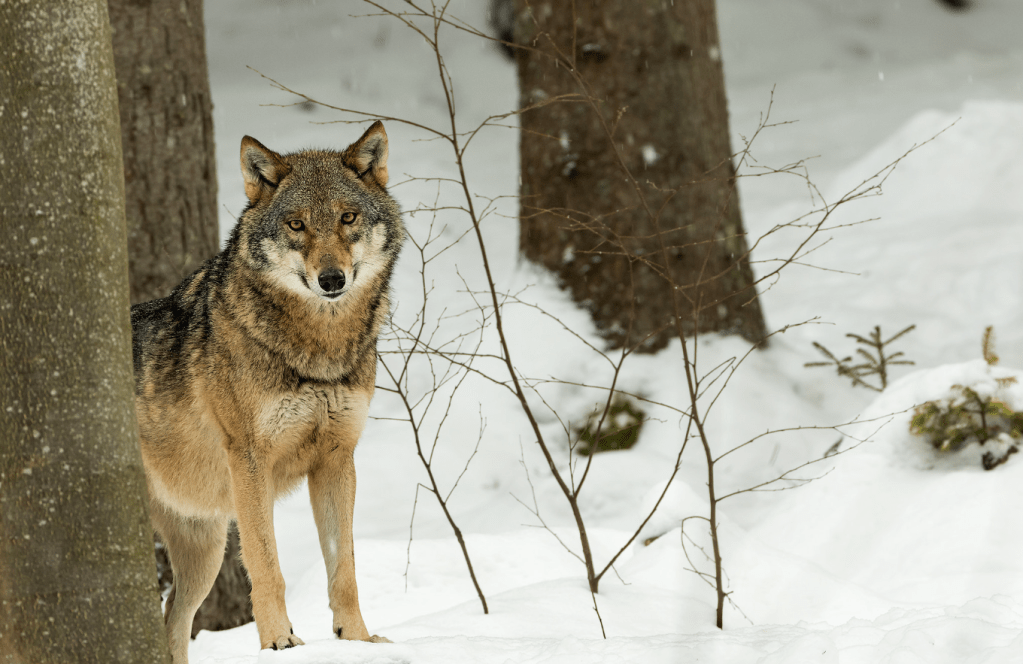 Adventure Time in Slovakia